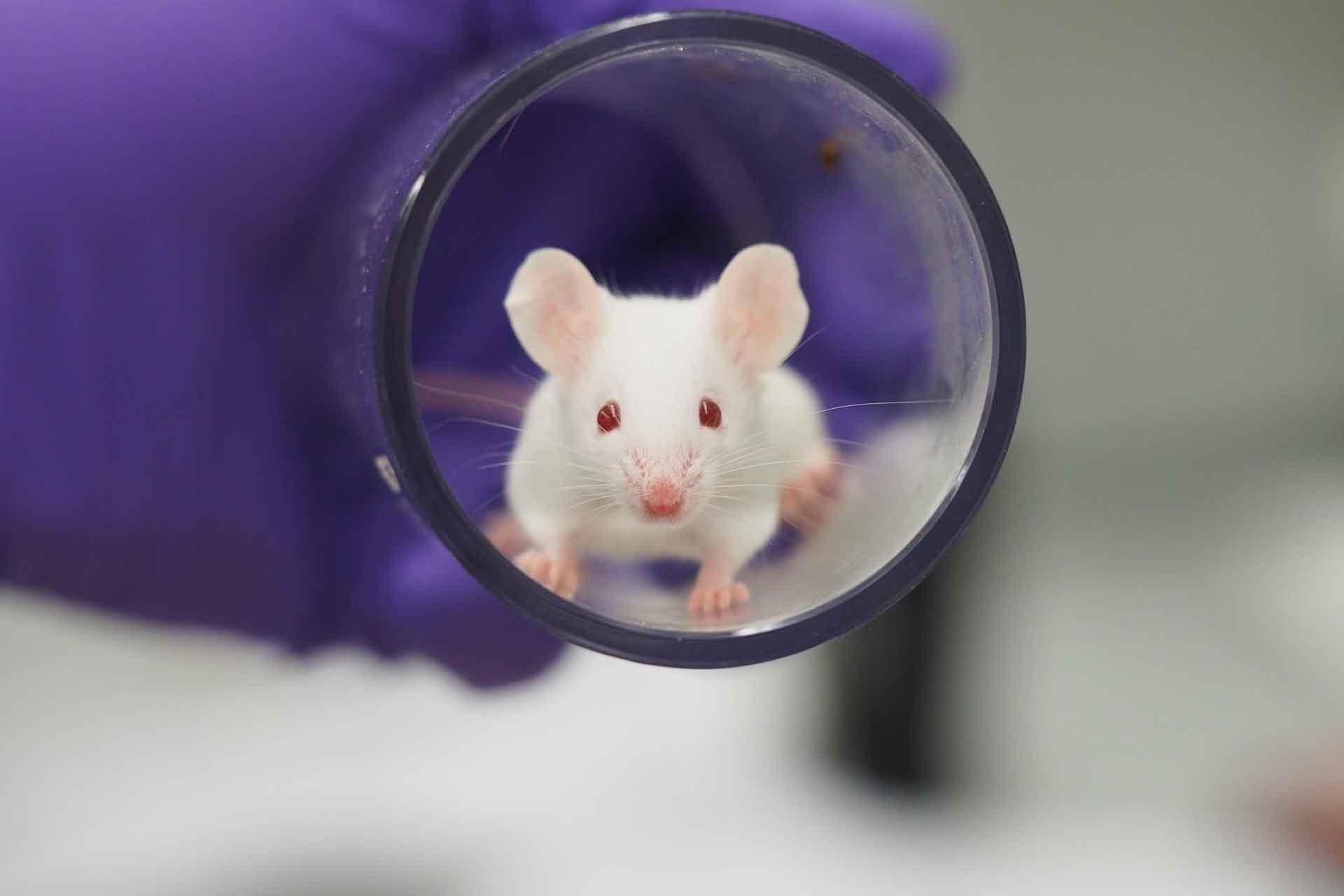 white mouse in tube with red eyes