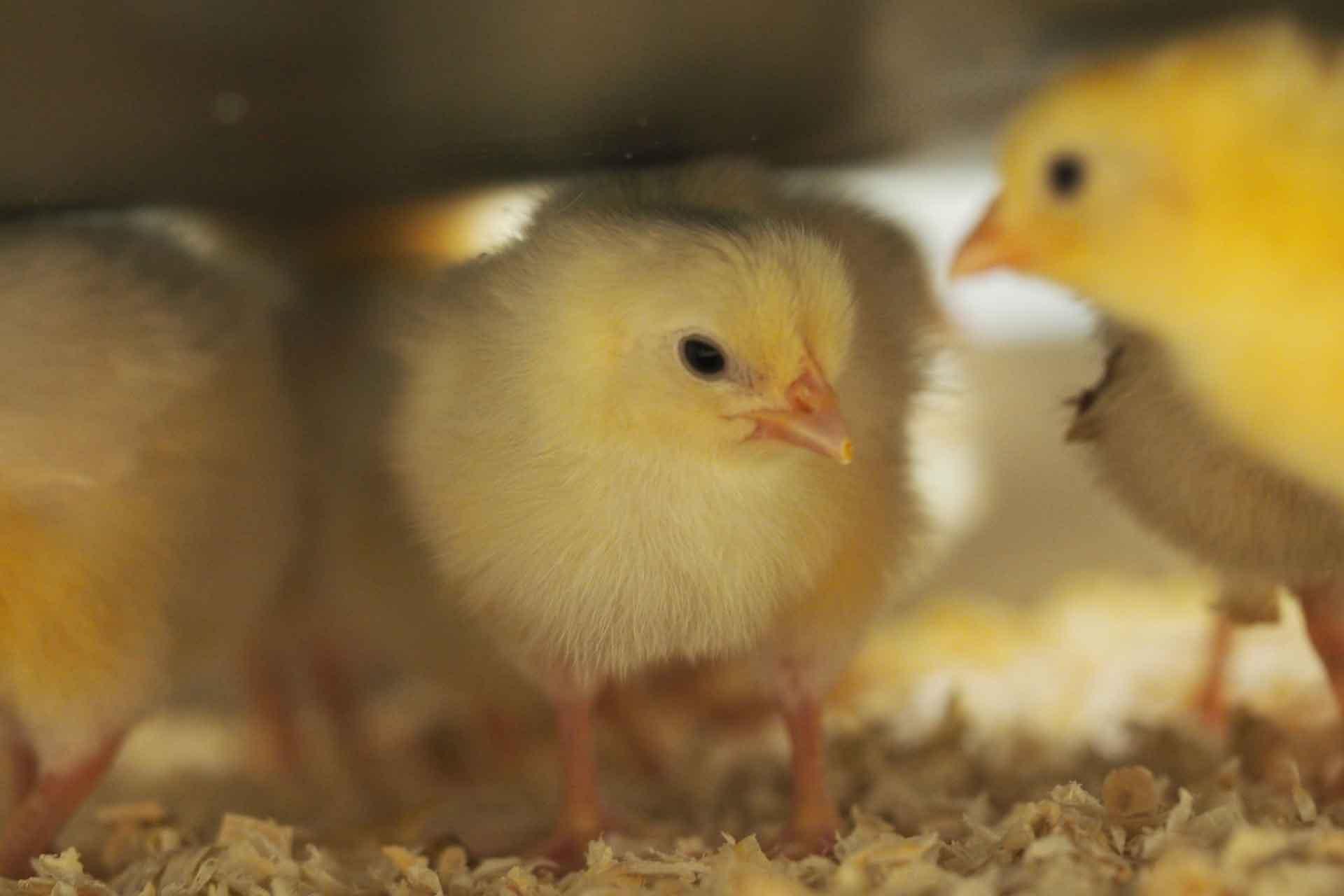 yellow chick at pirbright in housing