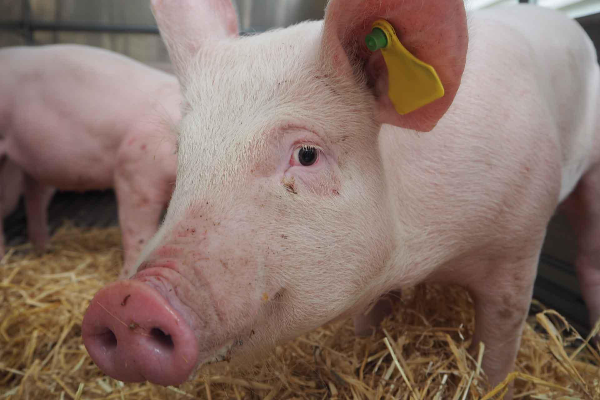 close up of pig in trailer pirbright