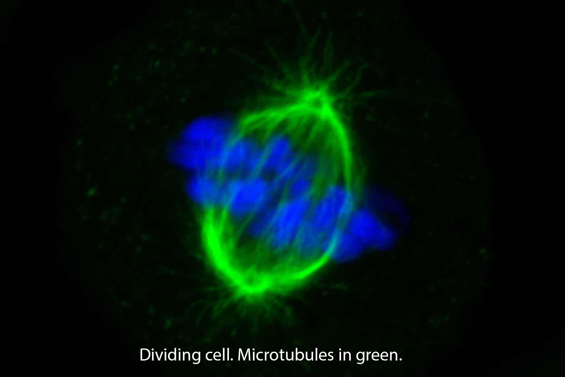 Dividing cell