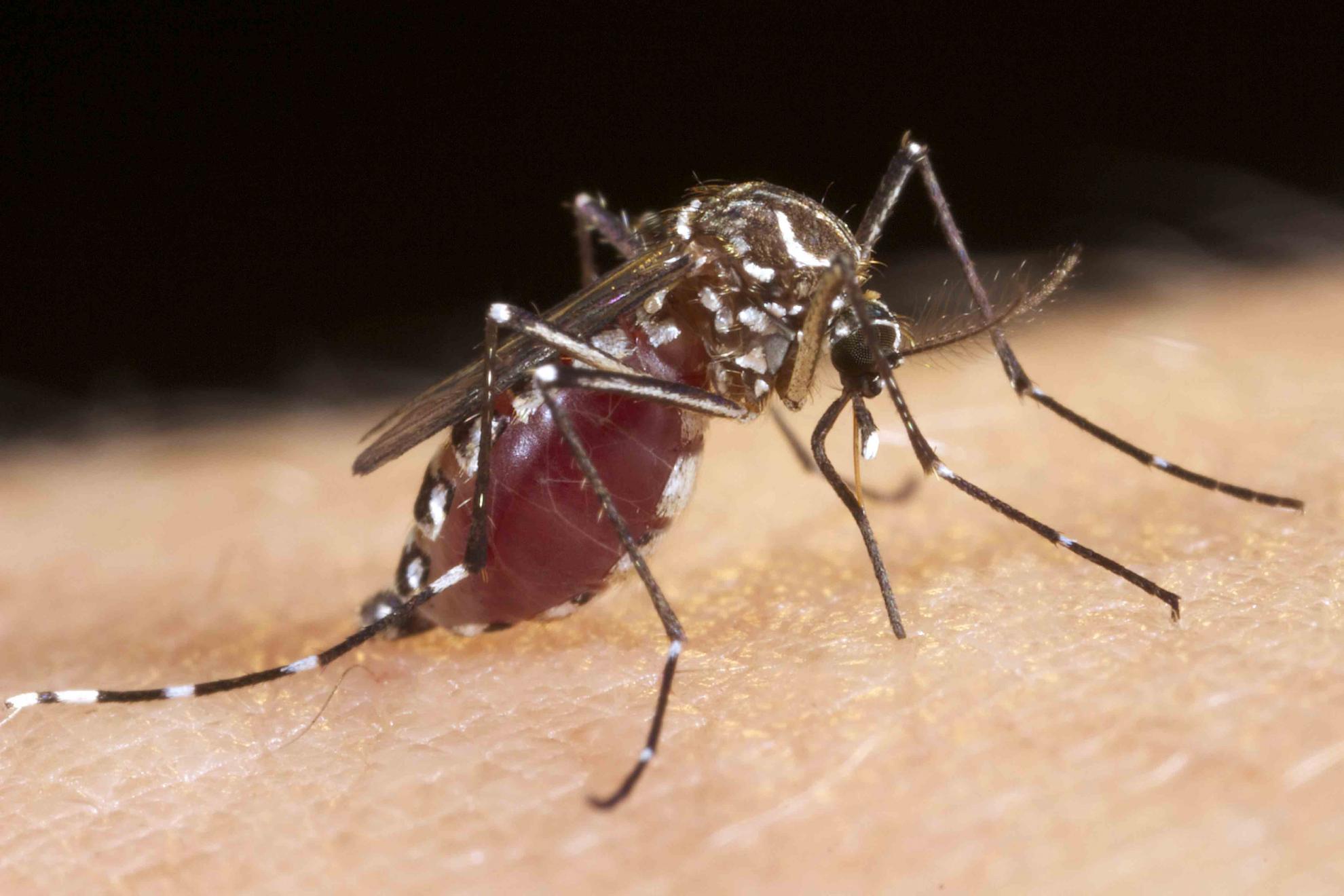 aedes aegypti female mosquito feeding