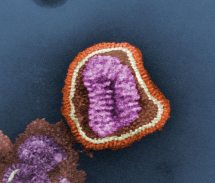 Avian influenza virus