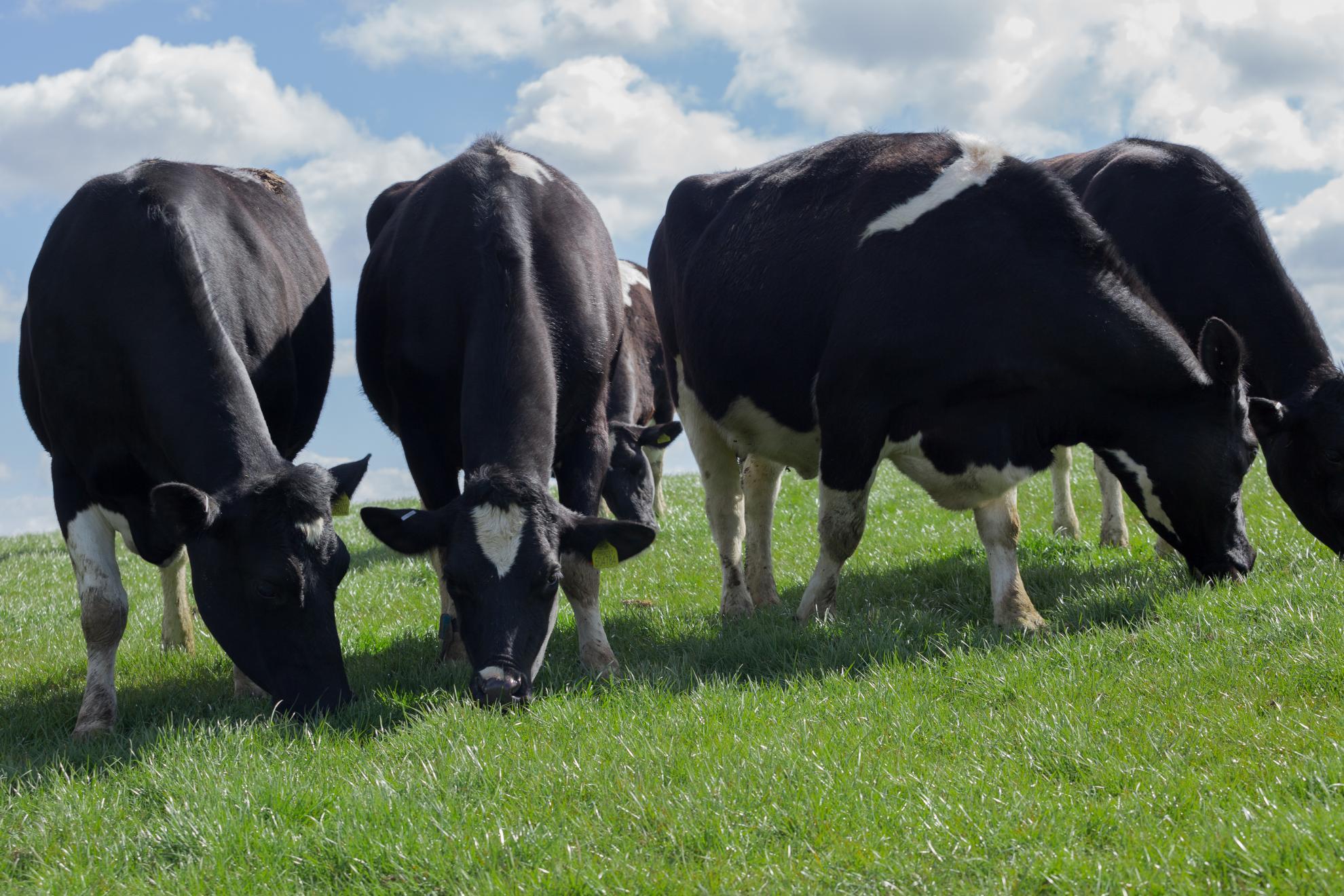 4 cows grazing in a field