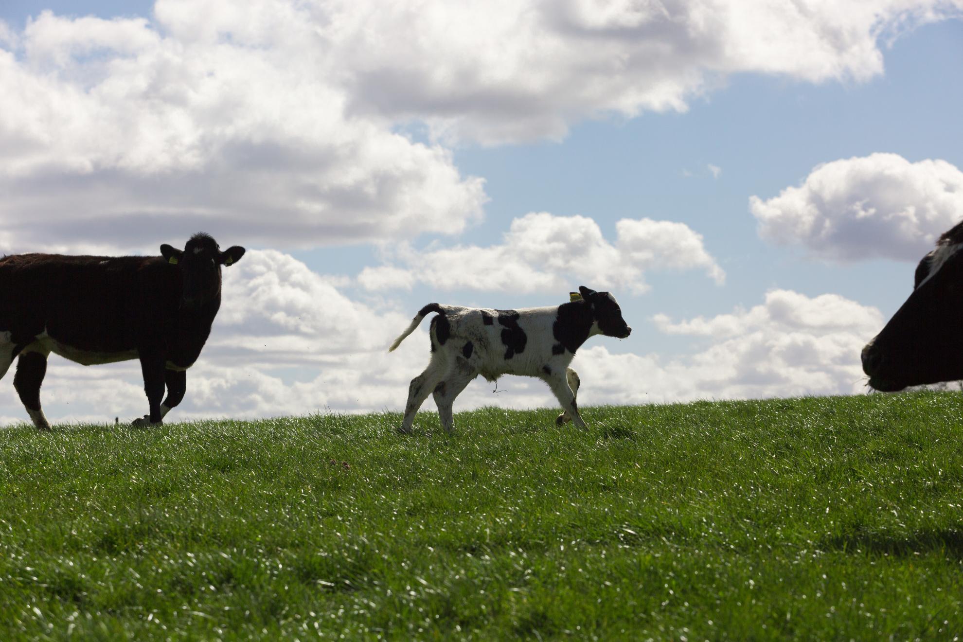 Cows and calf in field against blue sky and cloud