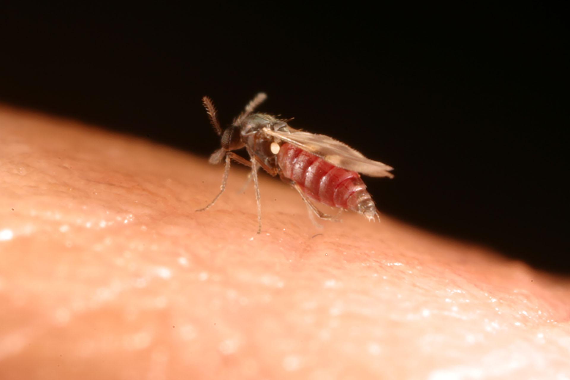 Close up of biting midge on skin