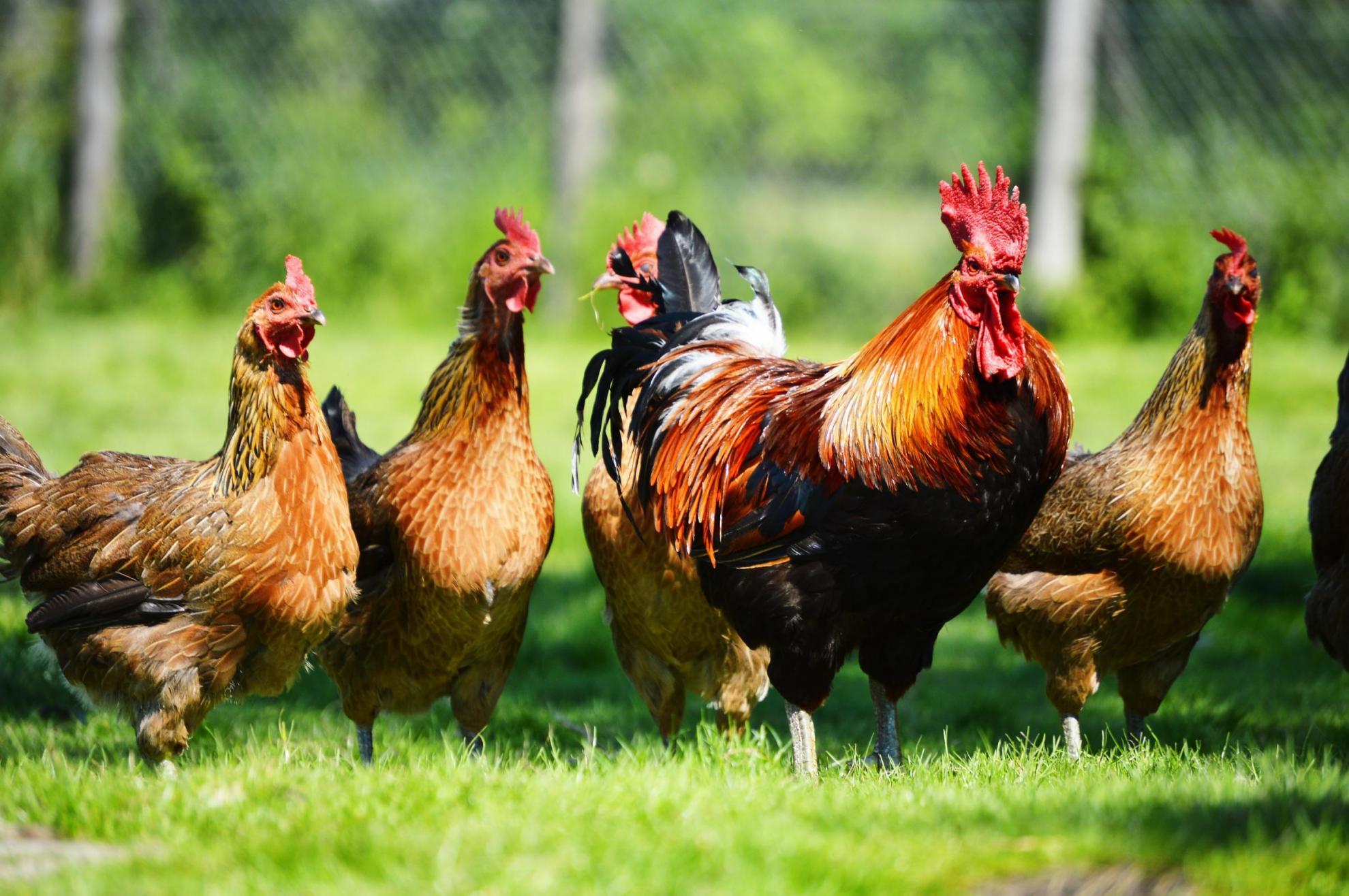 Chickens and cockerel on grass