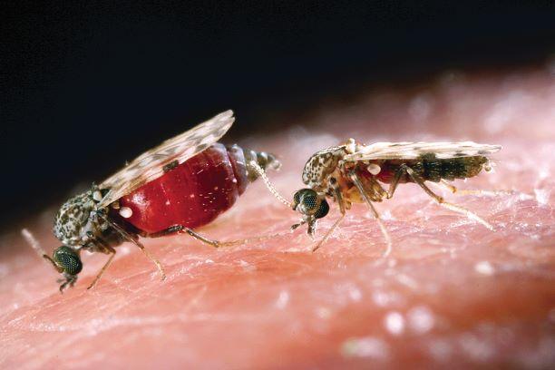 Close up of two Culicoides biting midges on human skin