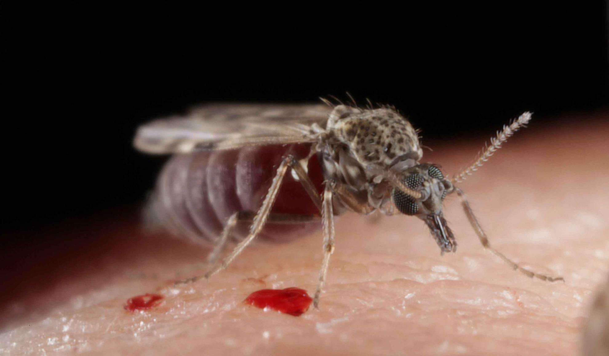 Extreme close up of a Culicoides nubeculosus on skin with blood droplets