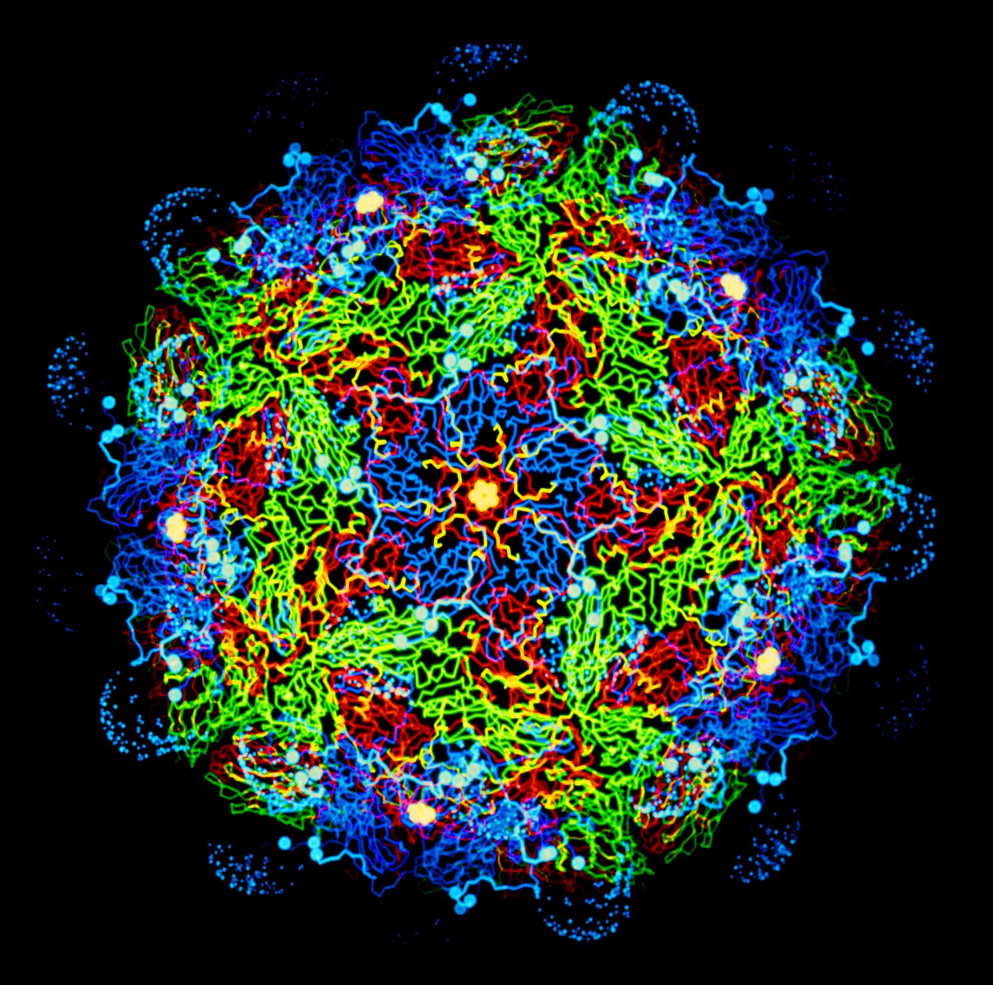 FMDV Structure