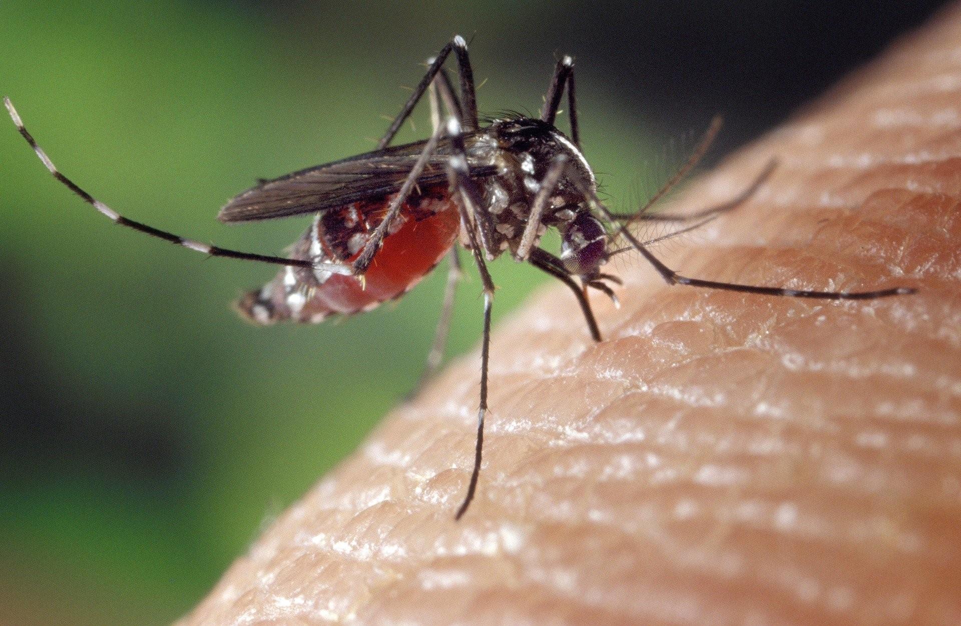 Female aedes albopictus mosquito blood feeding on human