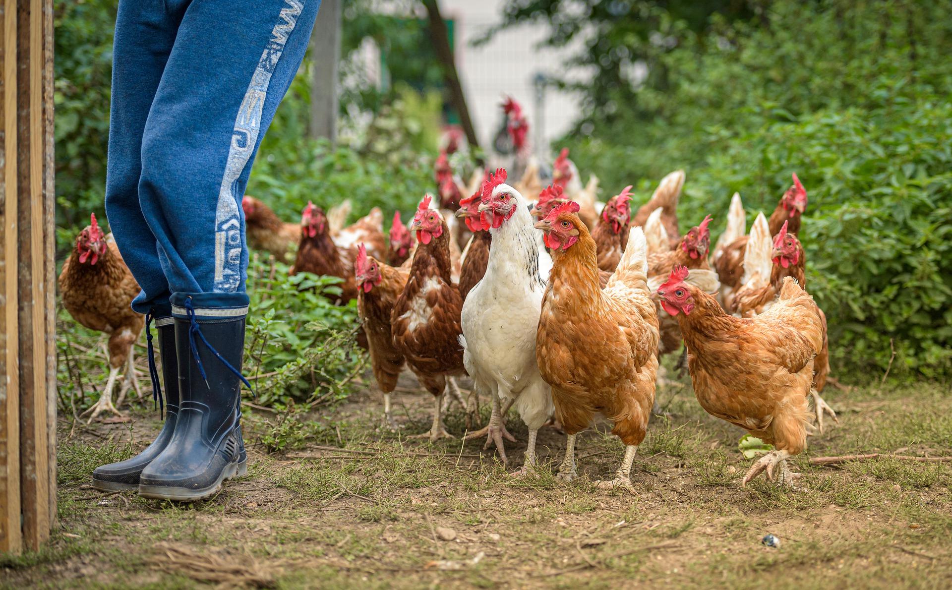 Flock of brown and white chickens following a person in boots