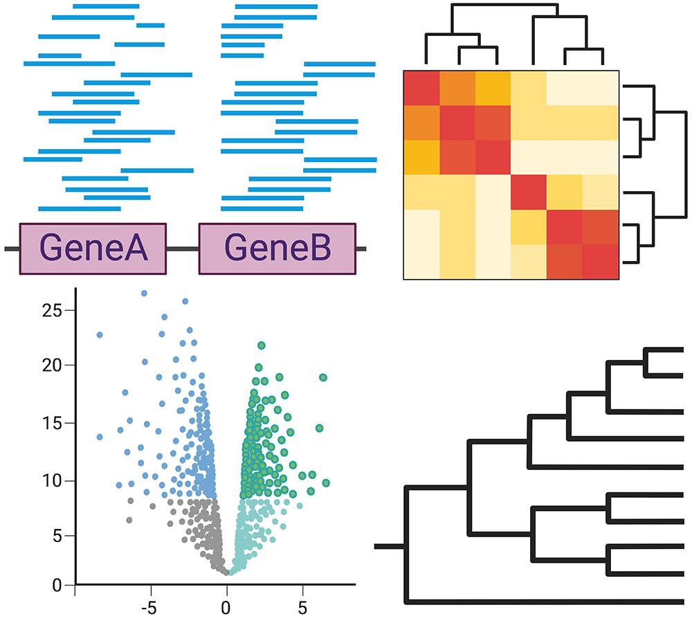 Phylogenomic visualisation 