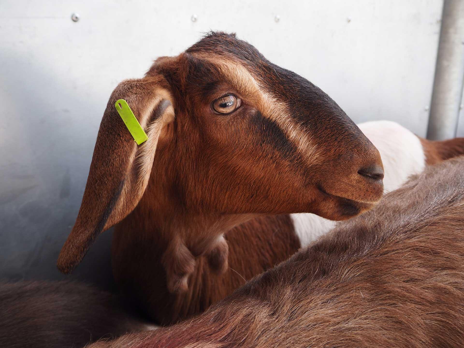 Close up of brown goat face. It has a yellow tag in its ear