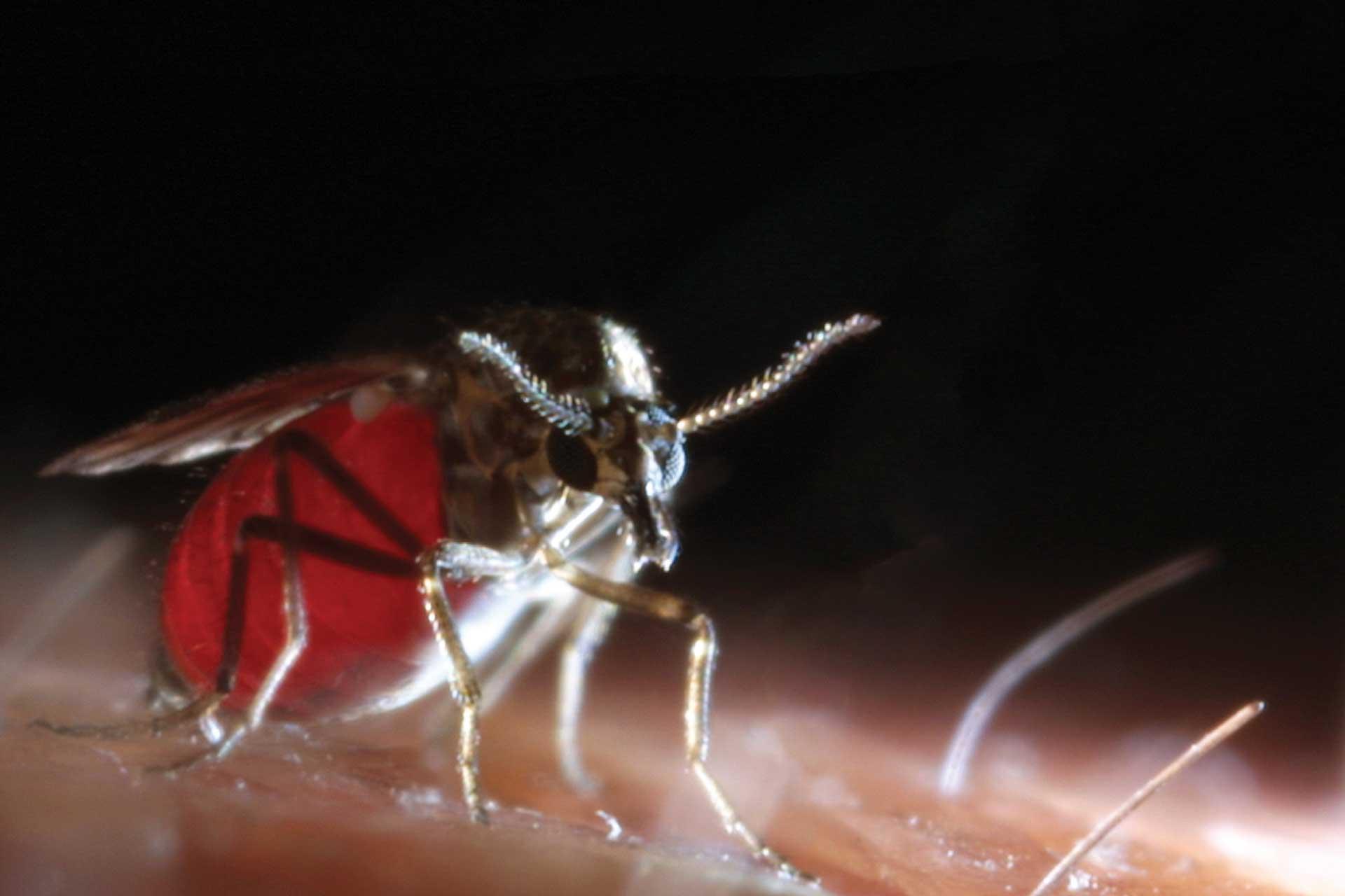 culicoides biting midge feeding on skin