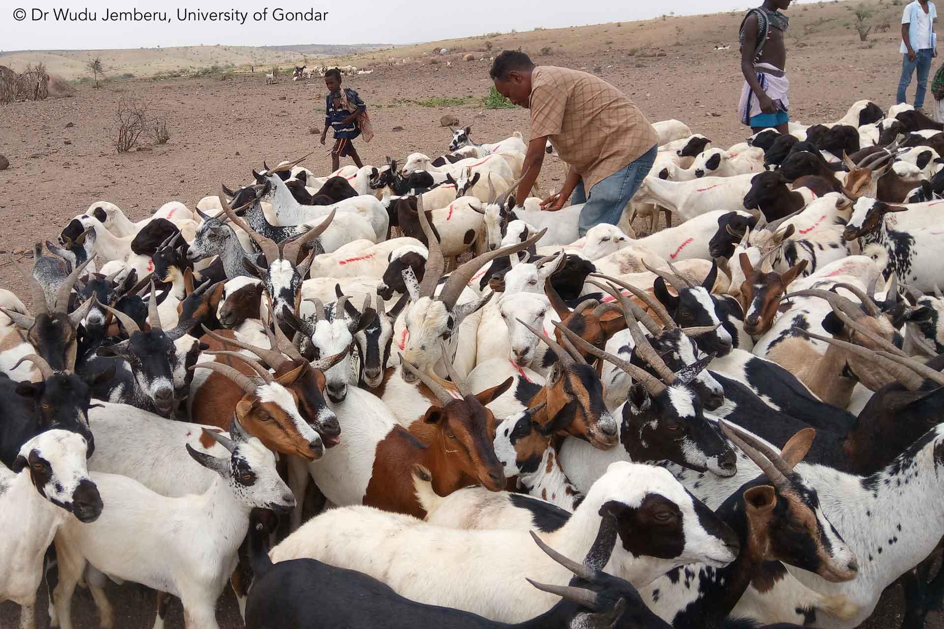 goat vaccination peste des petits ruminants goat plague