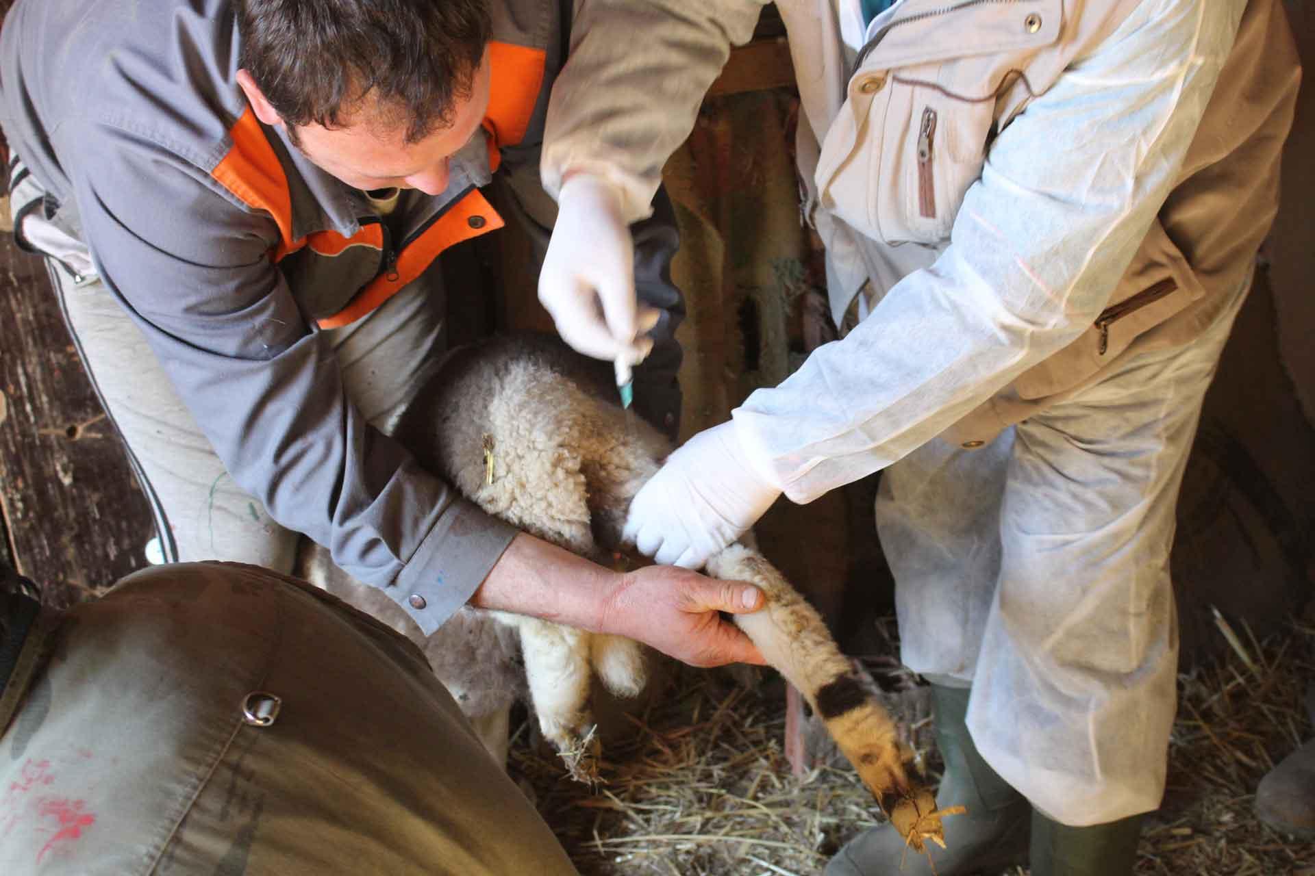 Bulgaria Crimean-Congo Haemorrhagic fever vaccine trial sheep vaccination