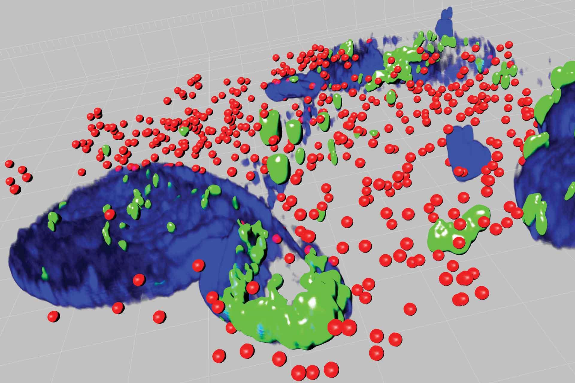 Marek's disease virus (green) with fat molecules (red) 