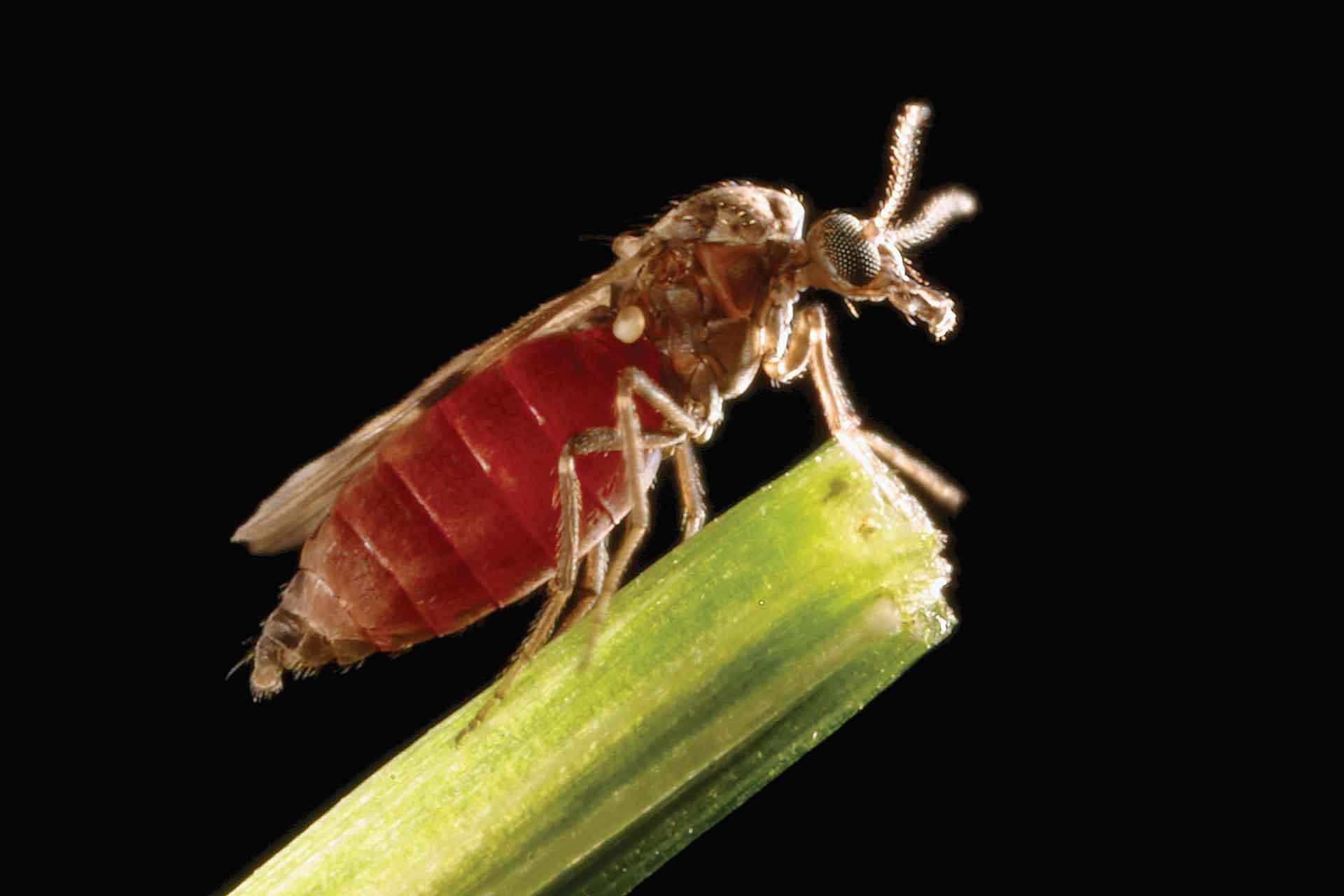 culicoides biting midge sitting on a green stalk pirbright