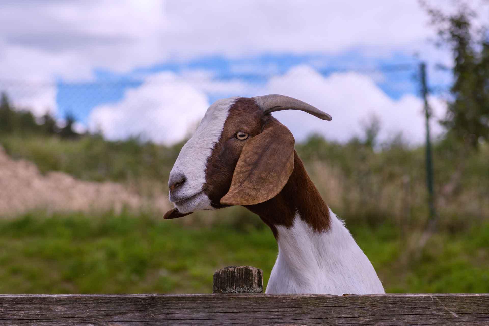 goat looking over a fence