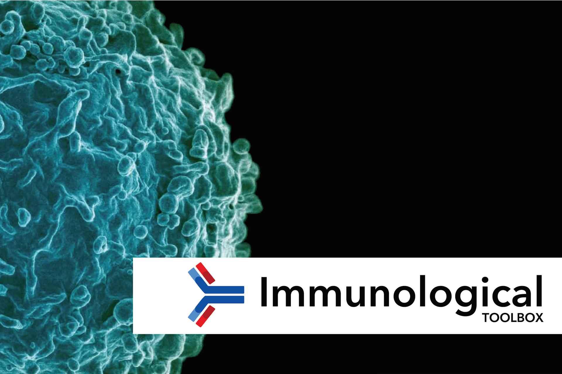 Immunological toolbox logo and flyer, showing a colourised scanning electron micrograph of a B cell from a human donor [credit NIAID]