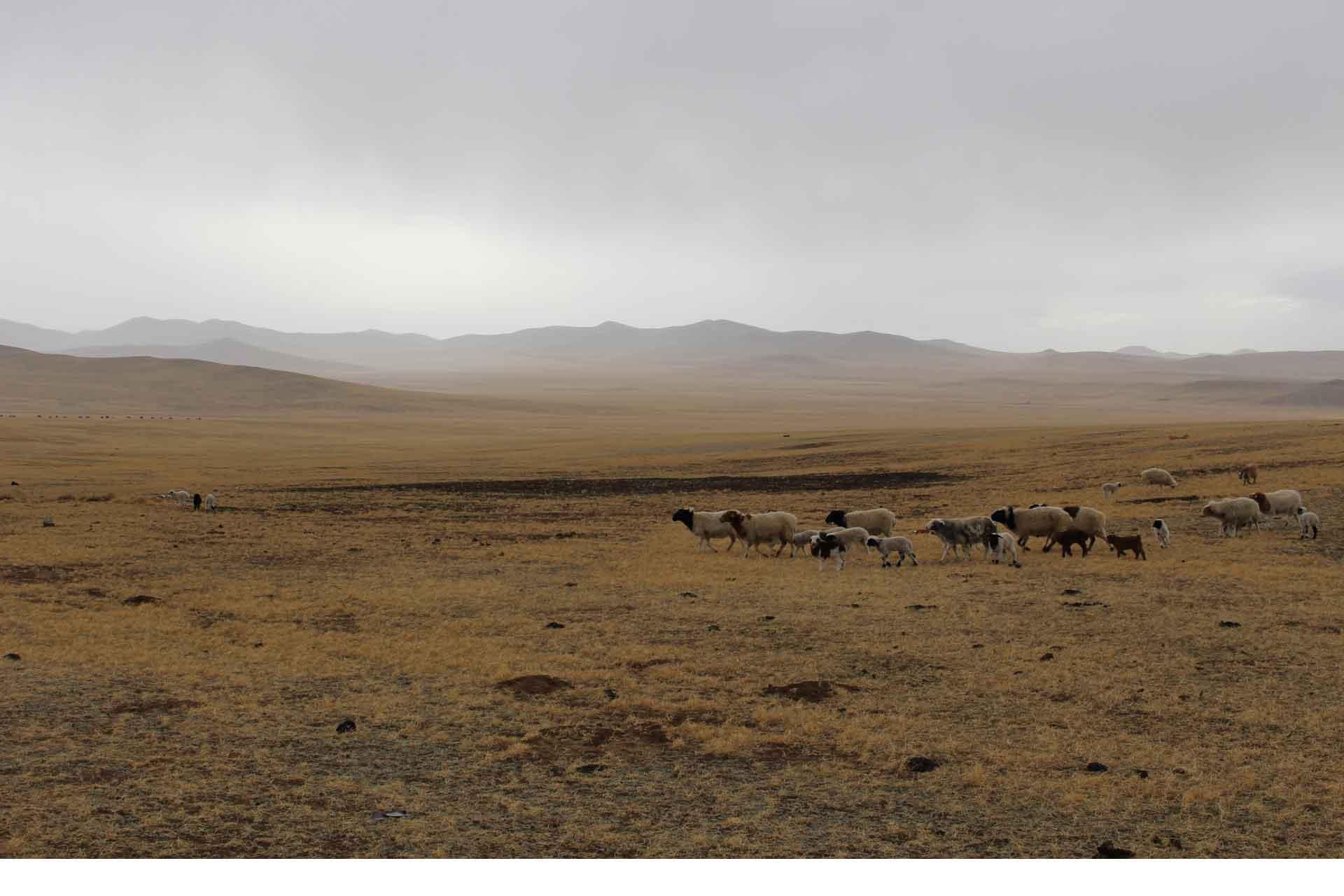 Sheep being moved across the plains in Mongolia by nomadic herders