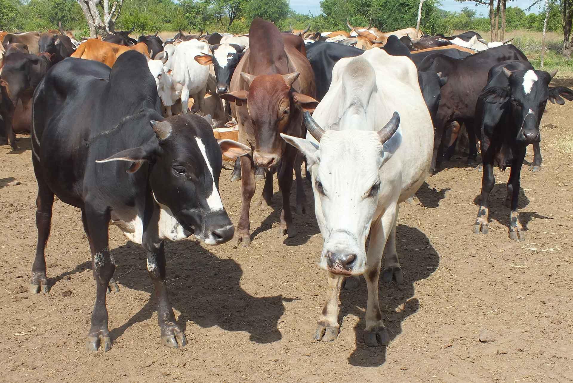 Herd of cows in the field in Tanzania