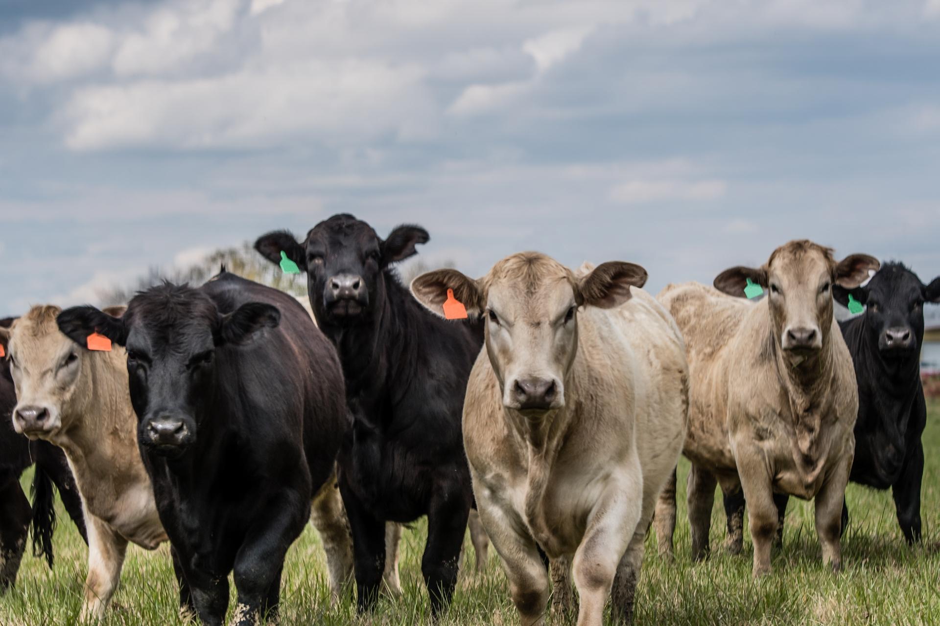 Herd of black and brown cows in a field facing directly toward the camera