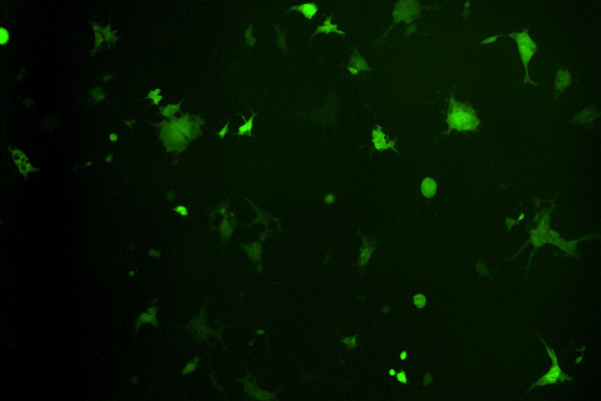 Merged cells following co-expression of the SARS-CoV-2 spike glycoprotein and human ACE2 receptors. 