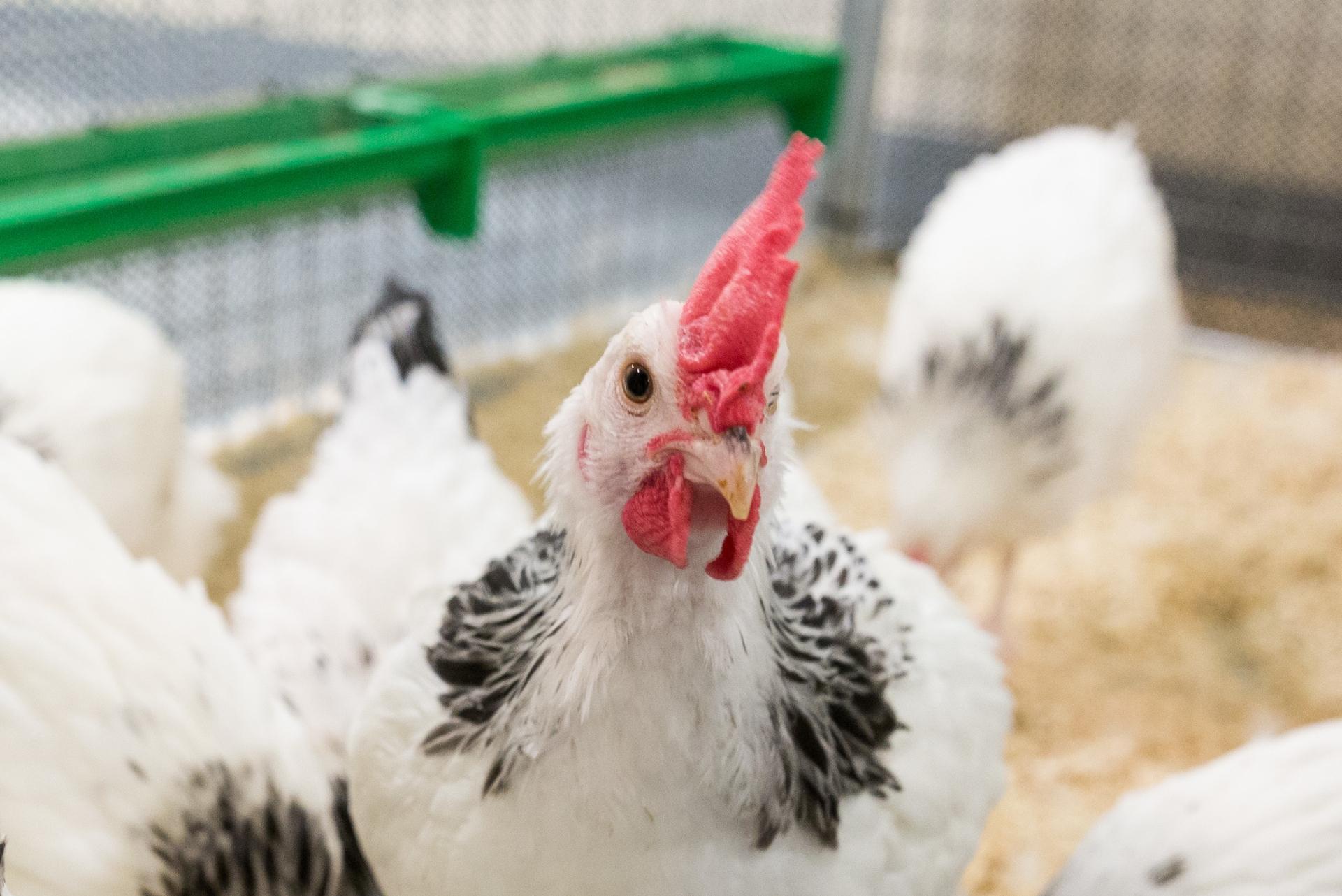 White chicken in a pen