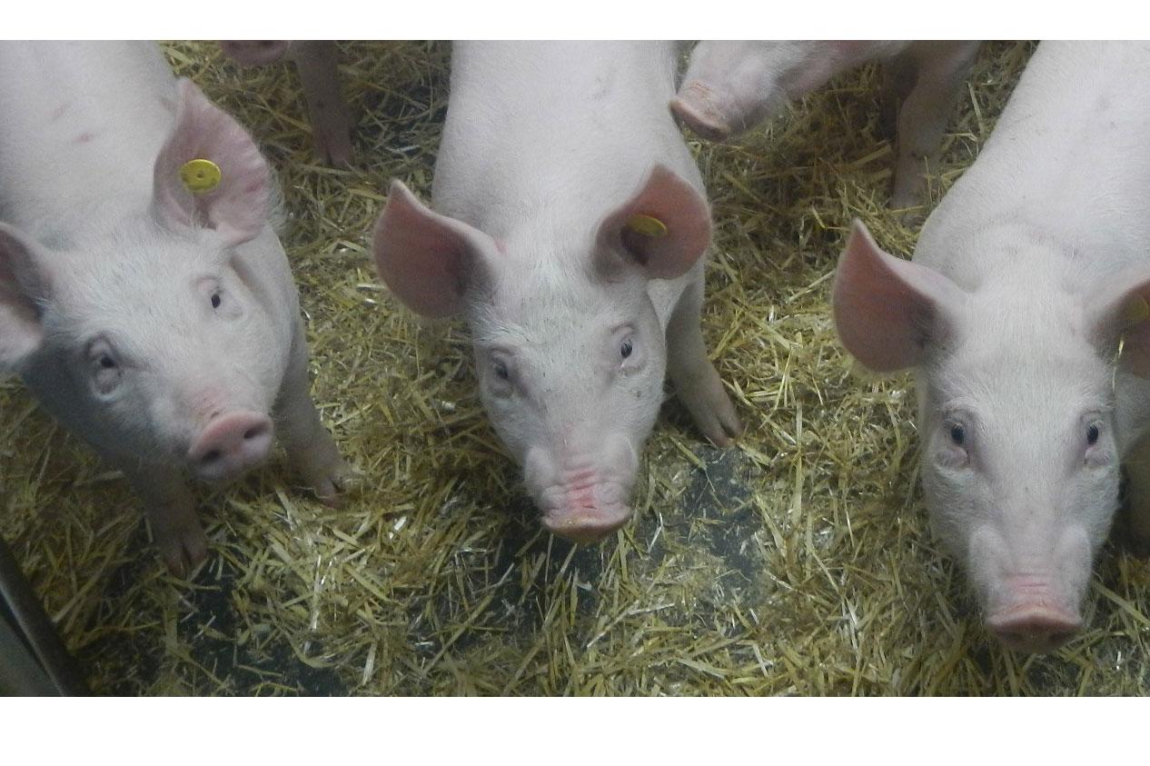 Pigs in hay looking up at the camera.