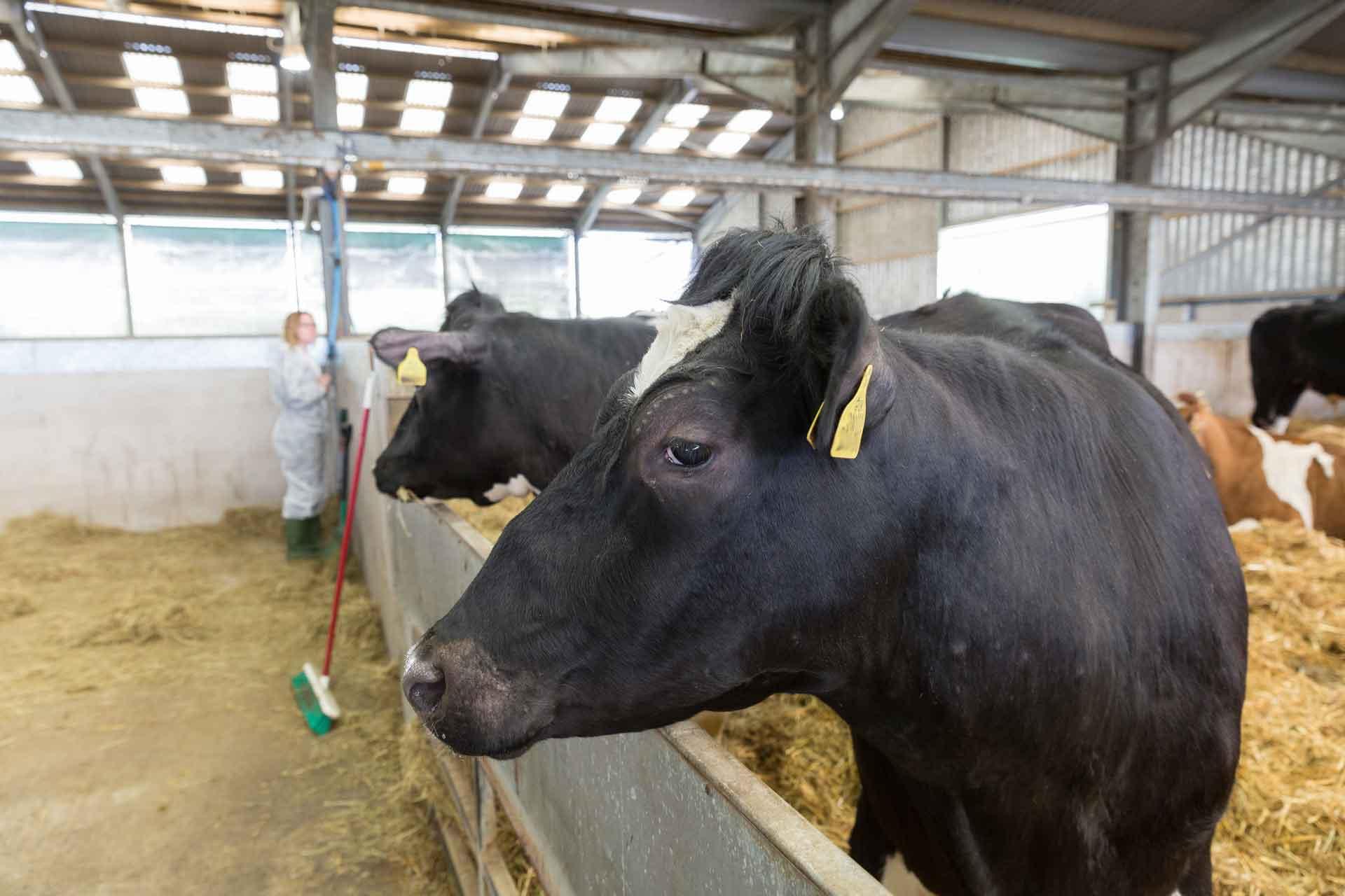 Black cow in barn