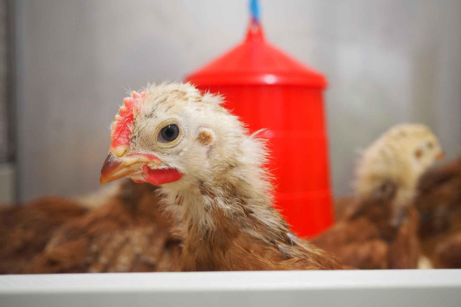 Young chicken looks at the camera side on.