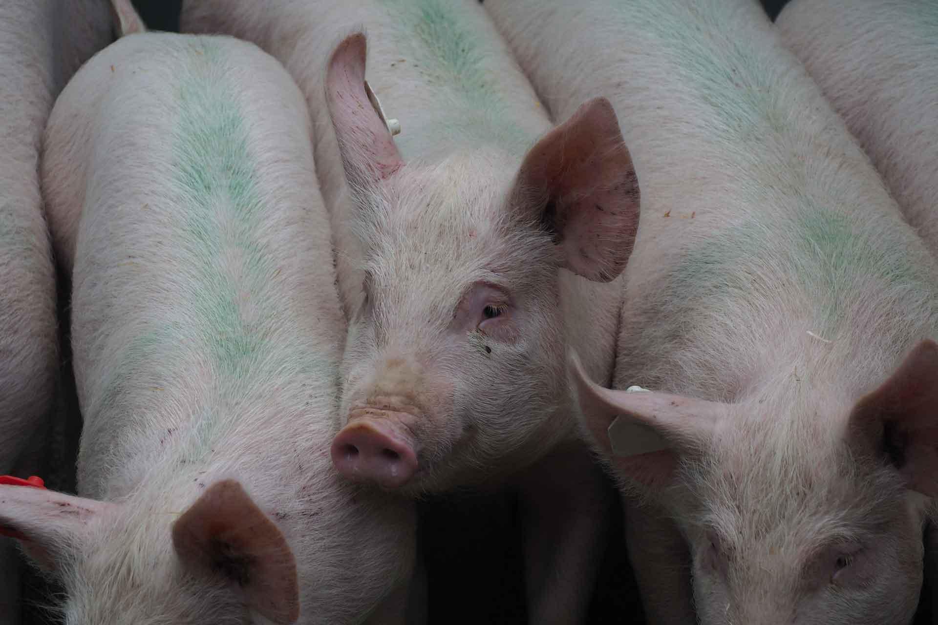 A group of pigs