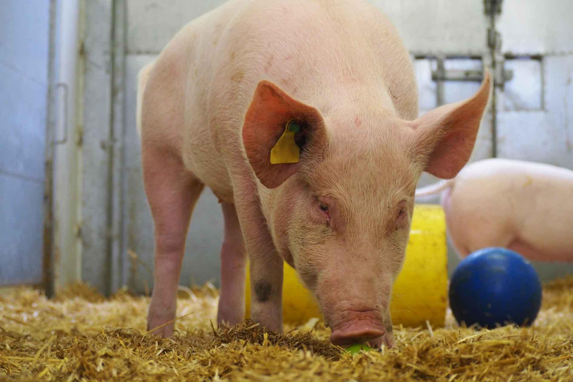 Pig in hay next to a blue ball