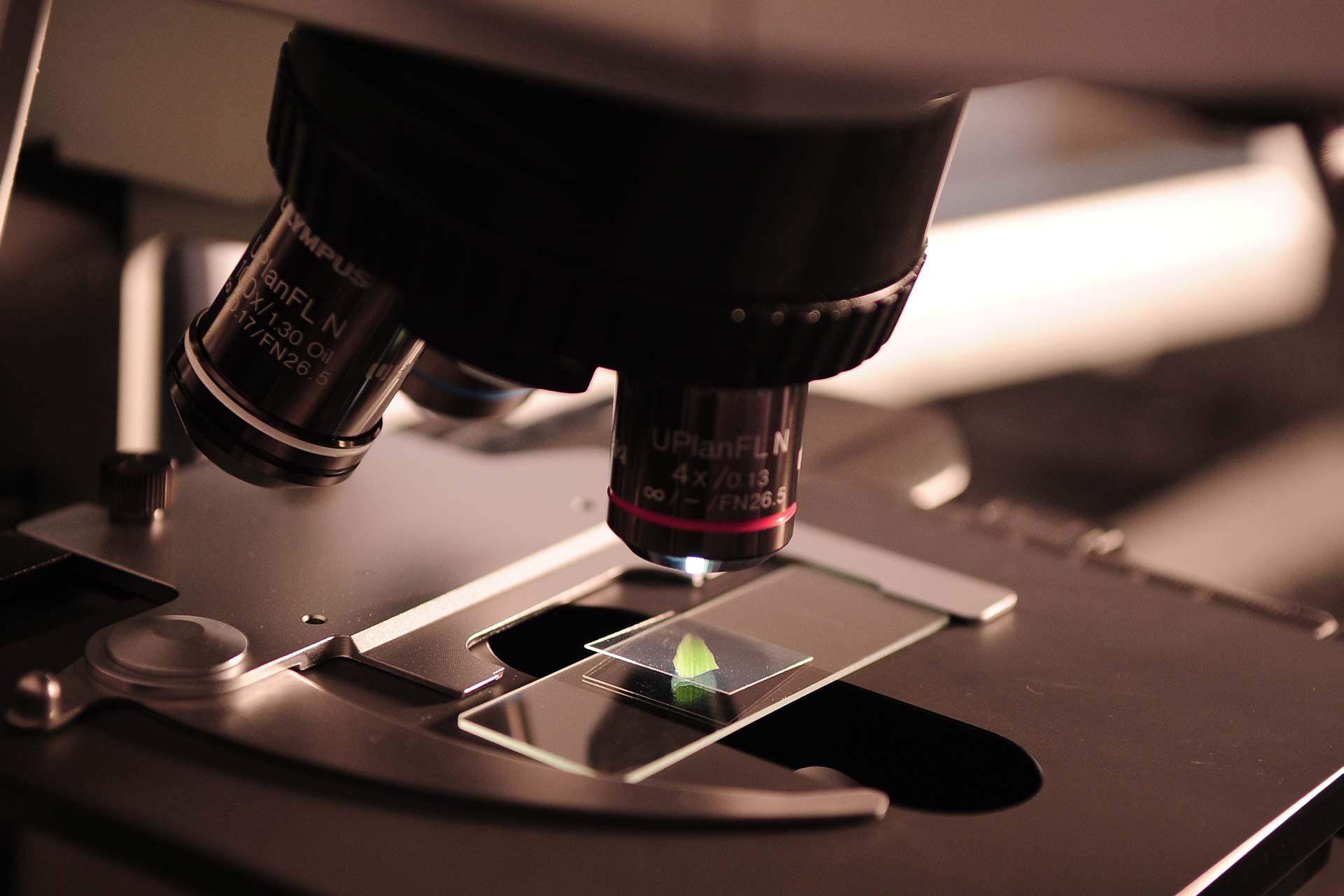 Close up of a microscope inspecting a small green leaf on a microscope slide