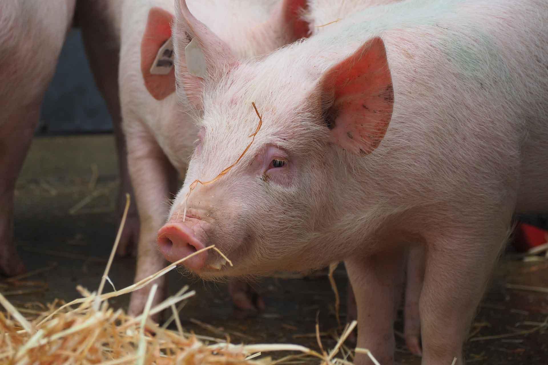 A pig in hay with straw over face