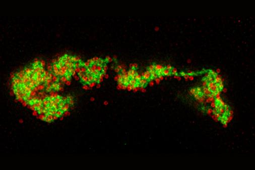 African swine fever virus factory showing virus particles forming in red.