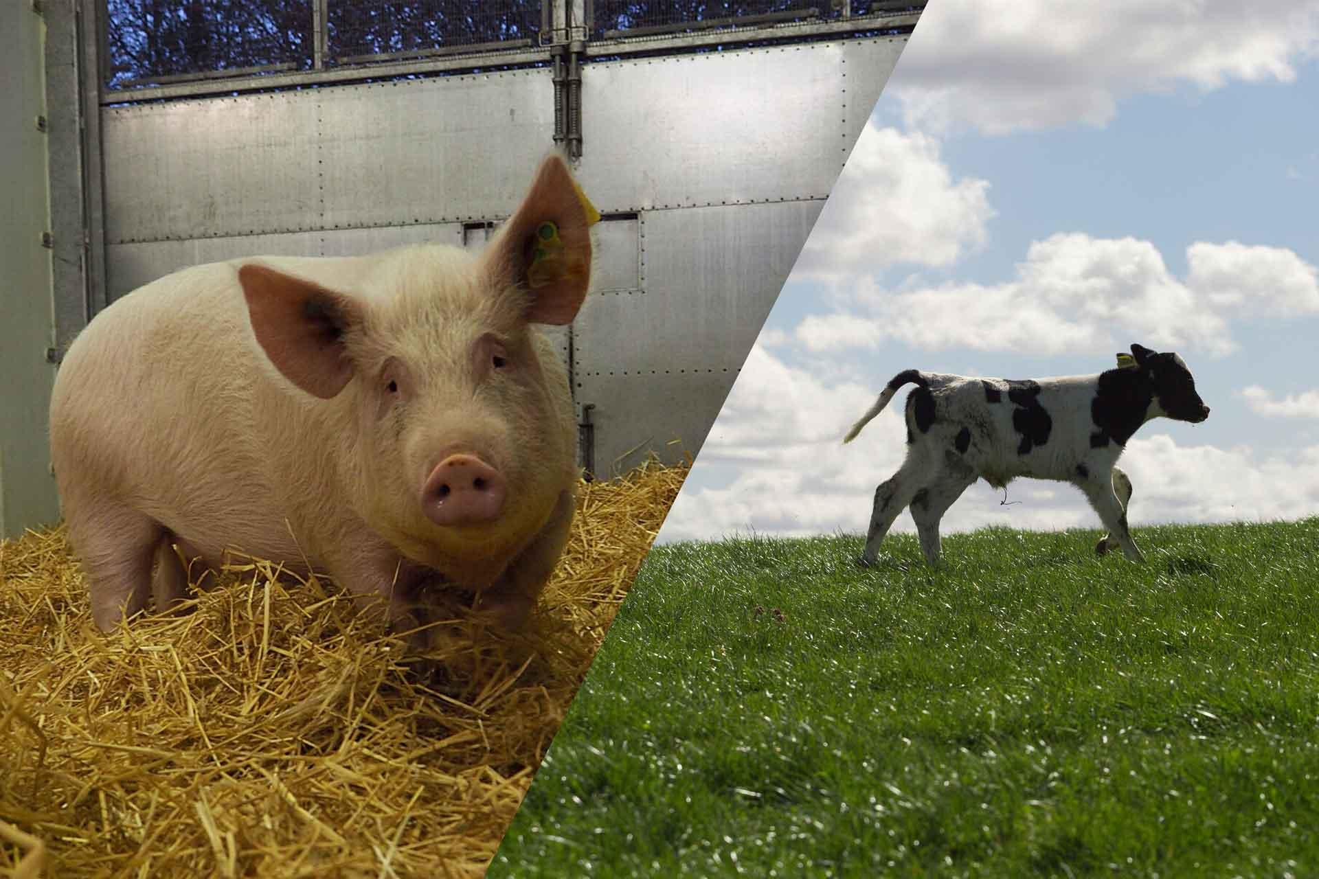 A pig in straw and a calf running in a field