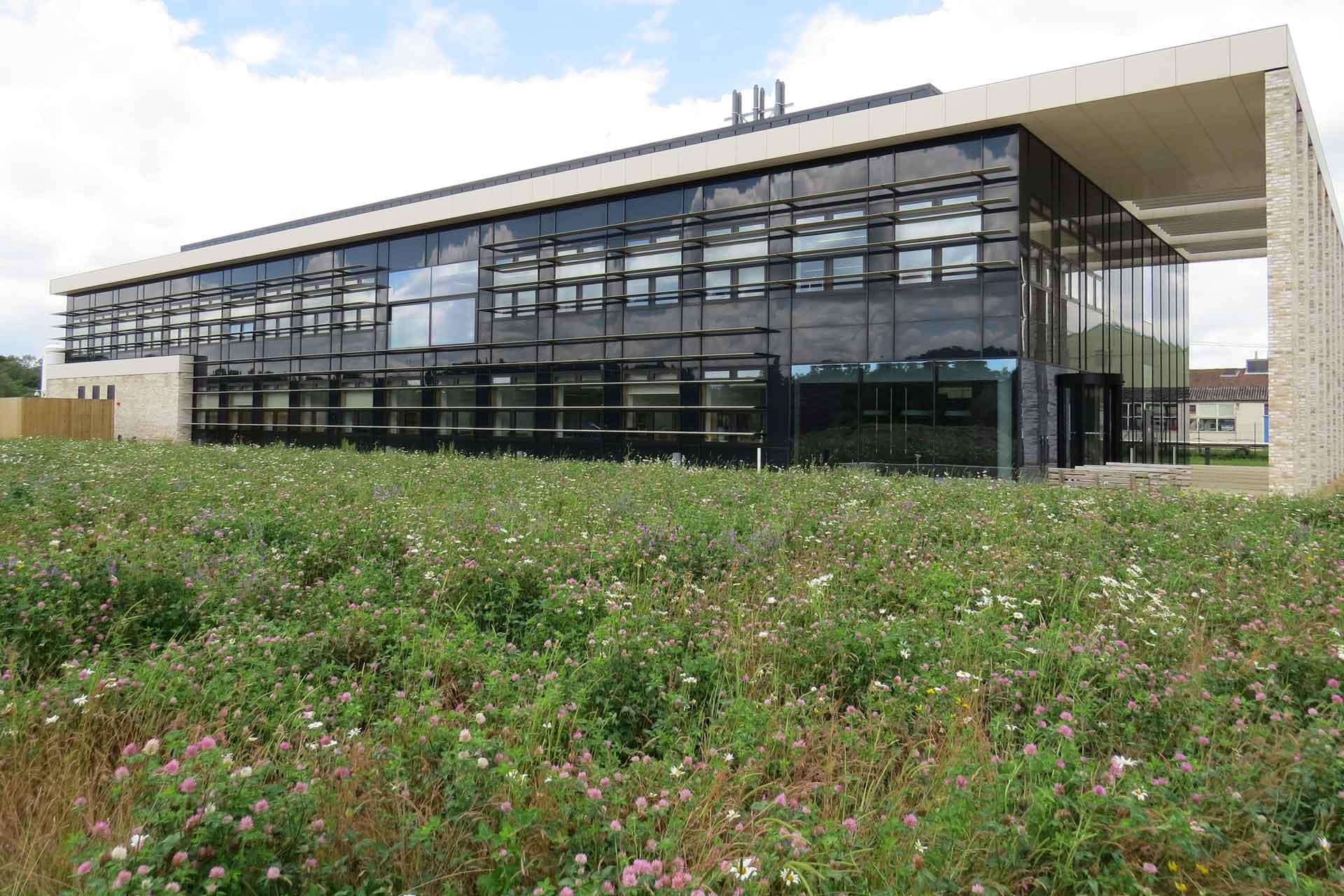 Wildflower meadow beside The Jenner Building