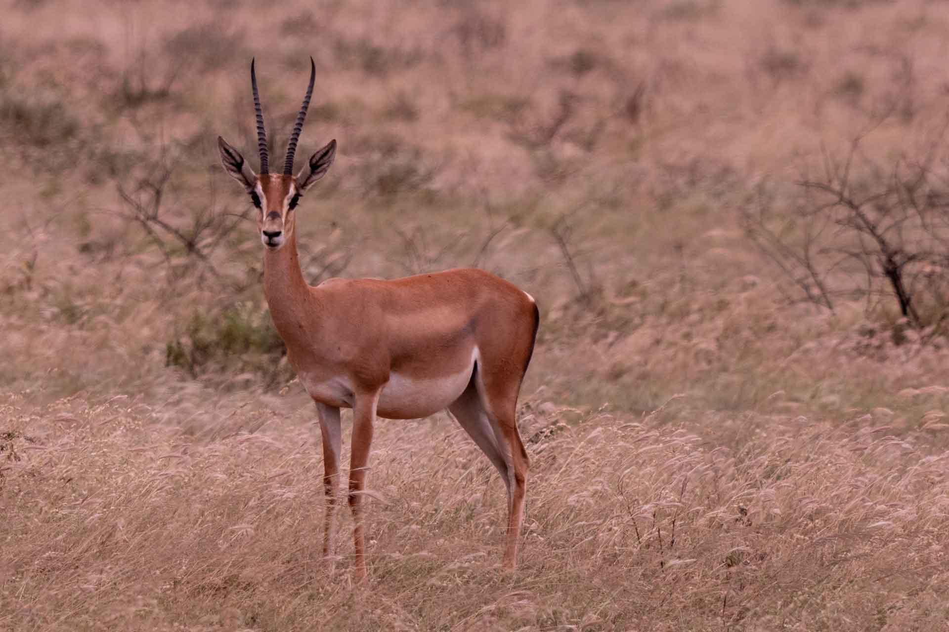 A picture of Grant's gazelle