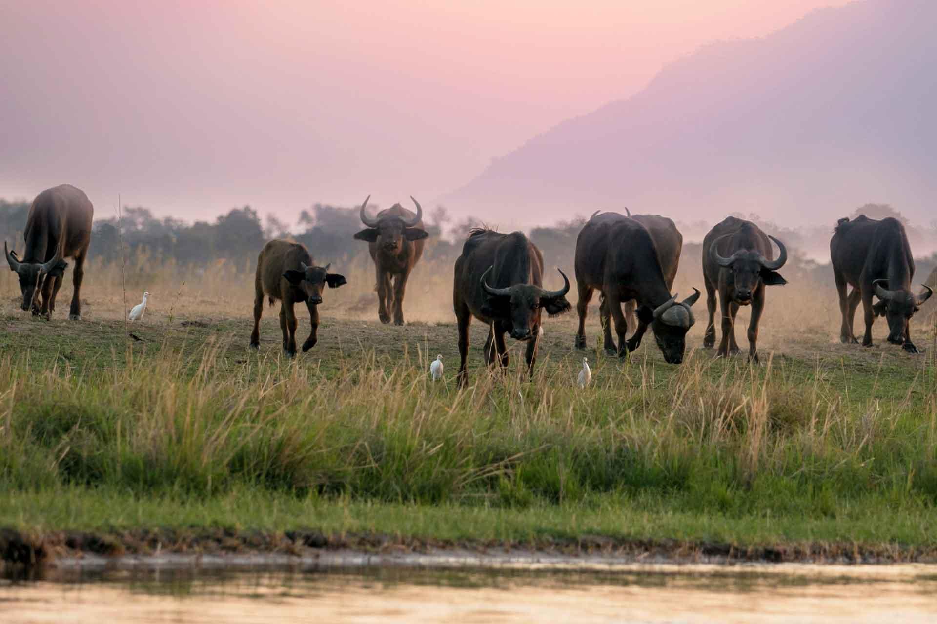 A herd of water buffalo in Asia graze on grass at the water's edge