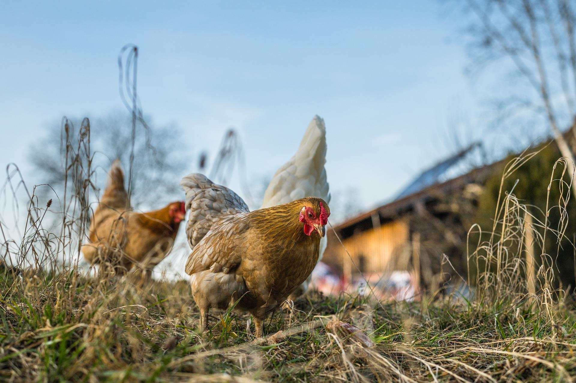 Chickens scratching in grass