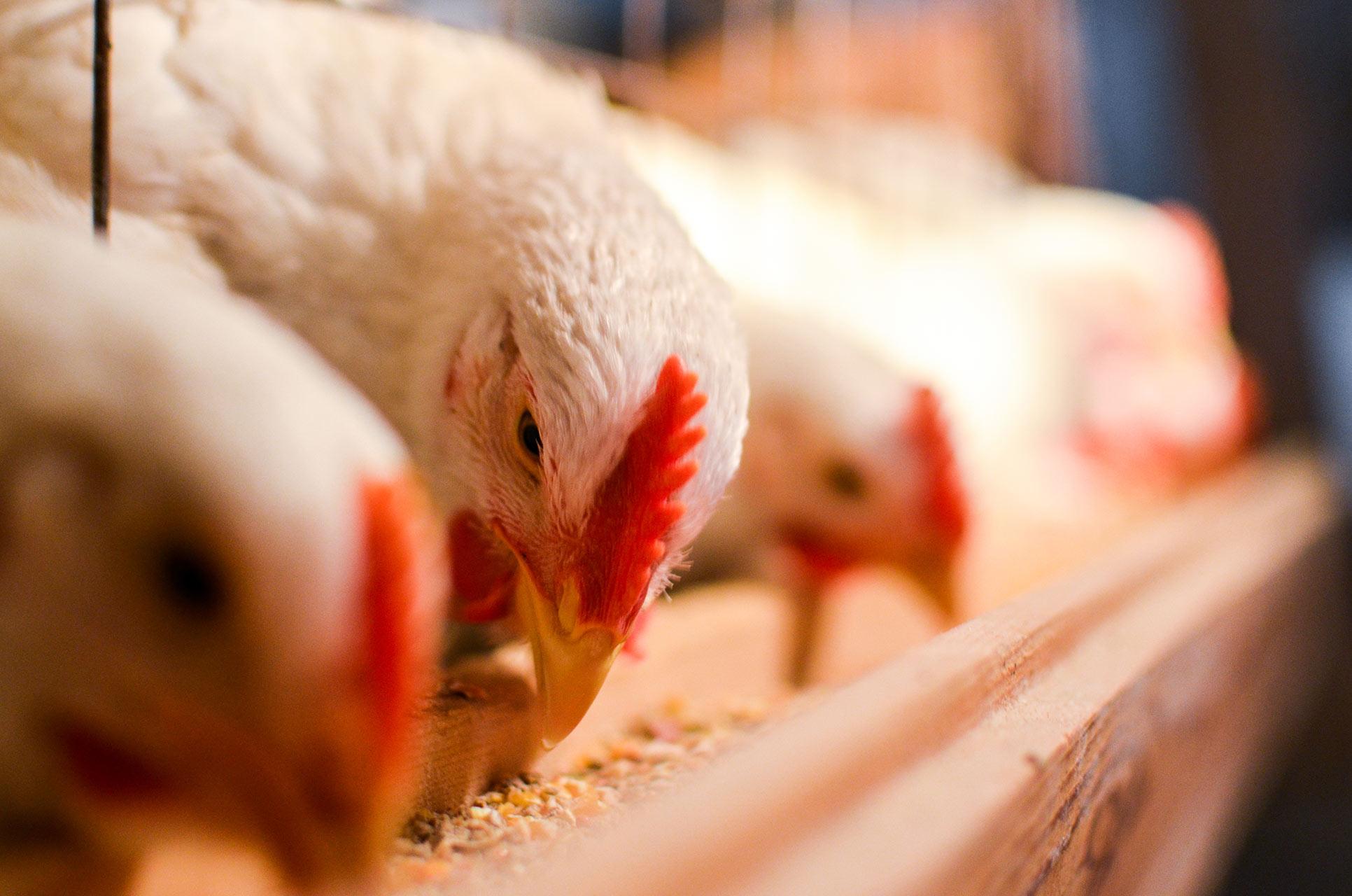 Close up of three white chickens pecking at feed in a wooden trough