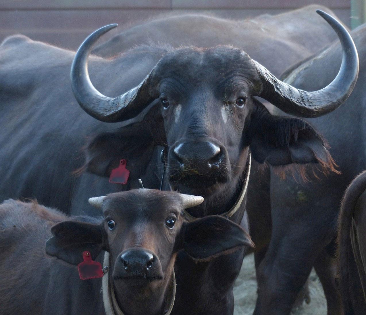 Buffalo and calf