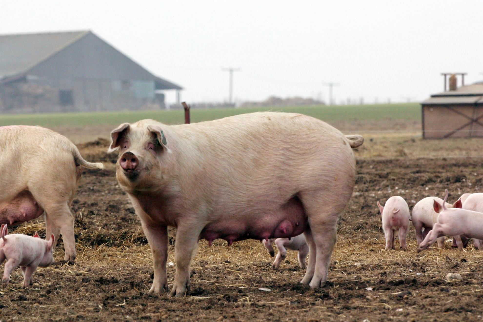 Pigs and piglets on farmland