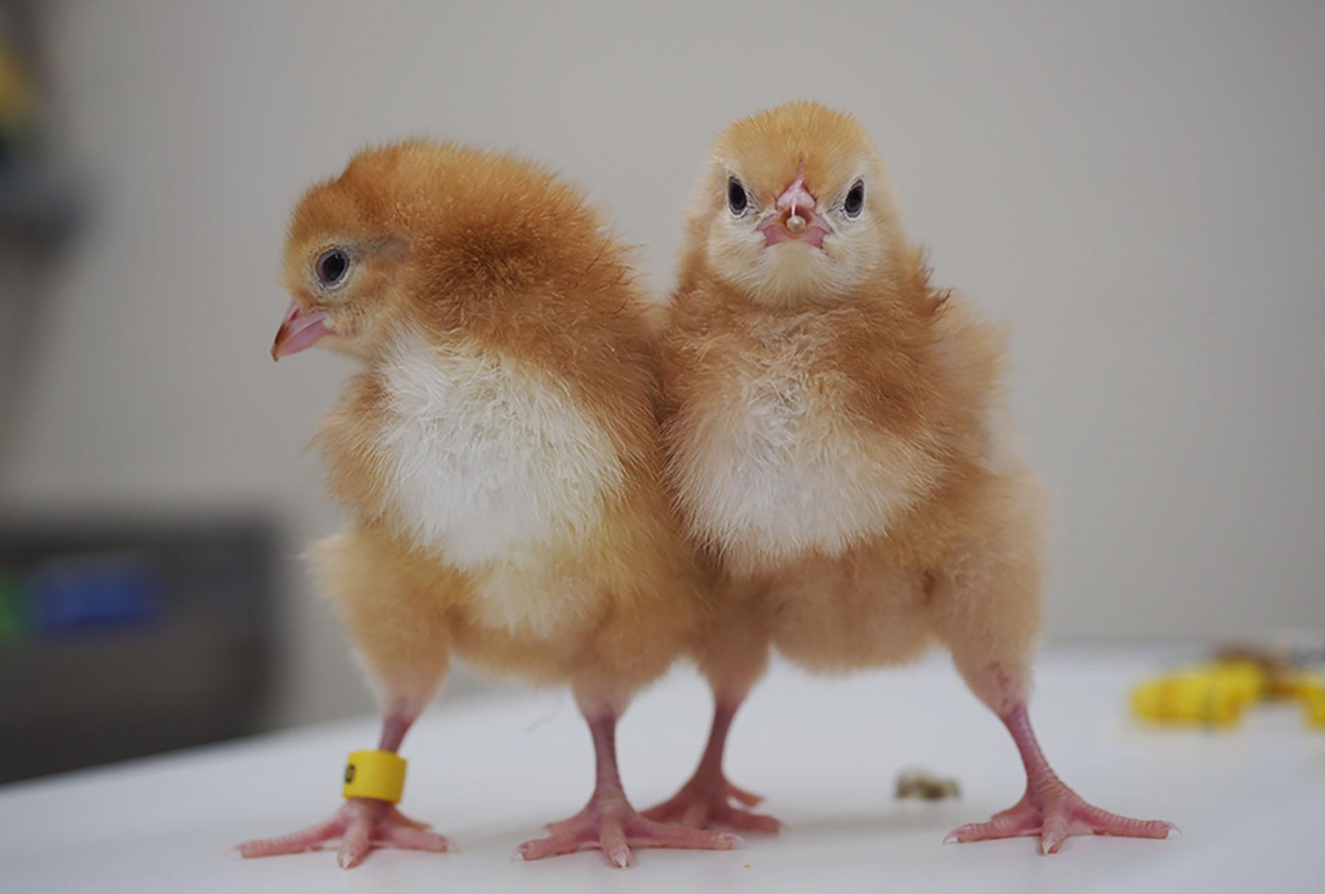 Two very young Rhode Island Red chicks