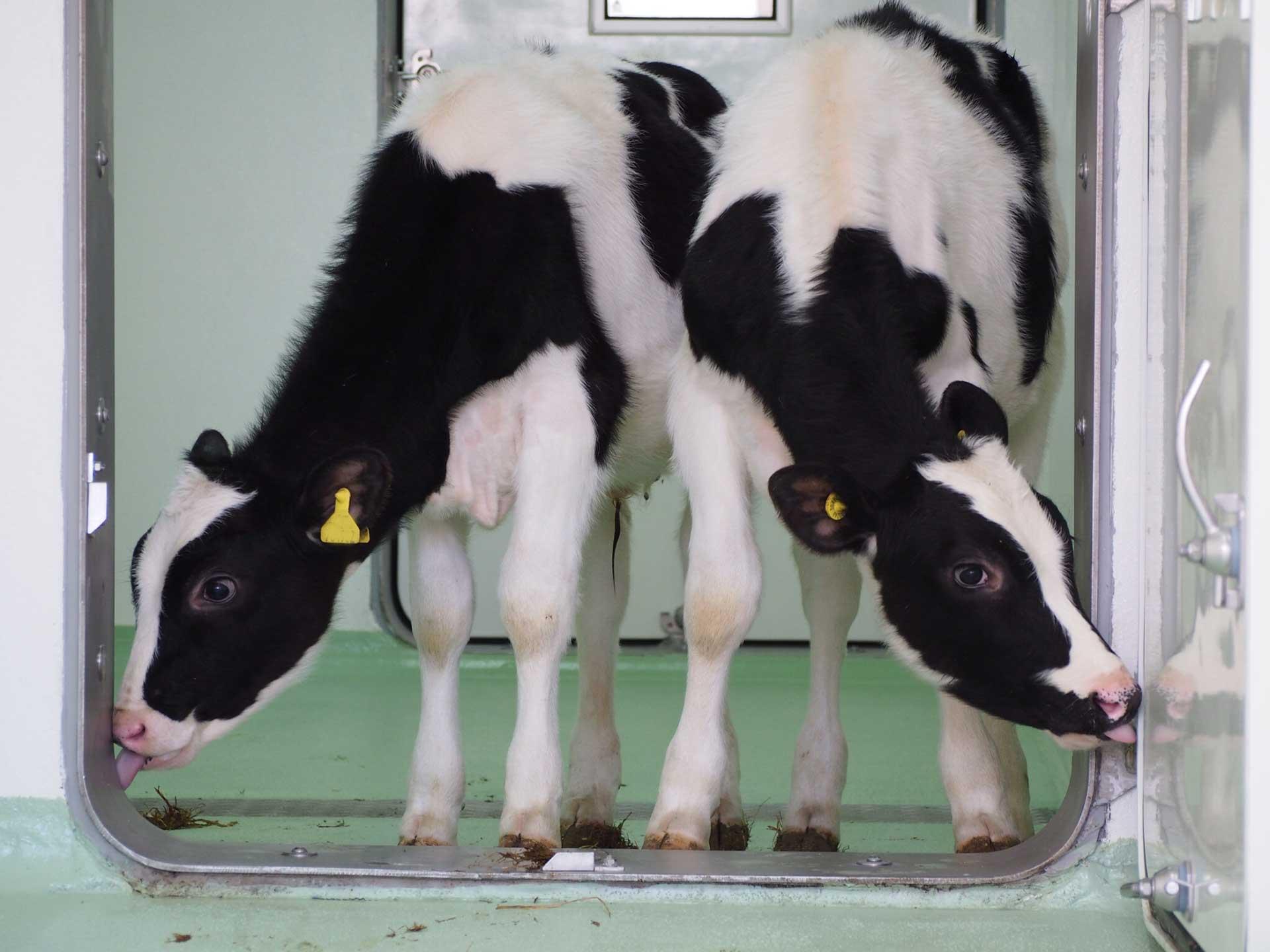 Two calves in high containment. They are licking the door frame.