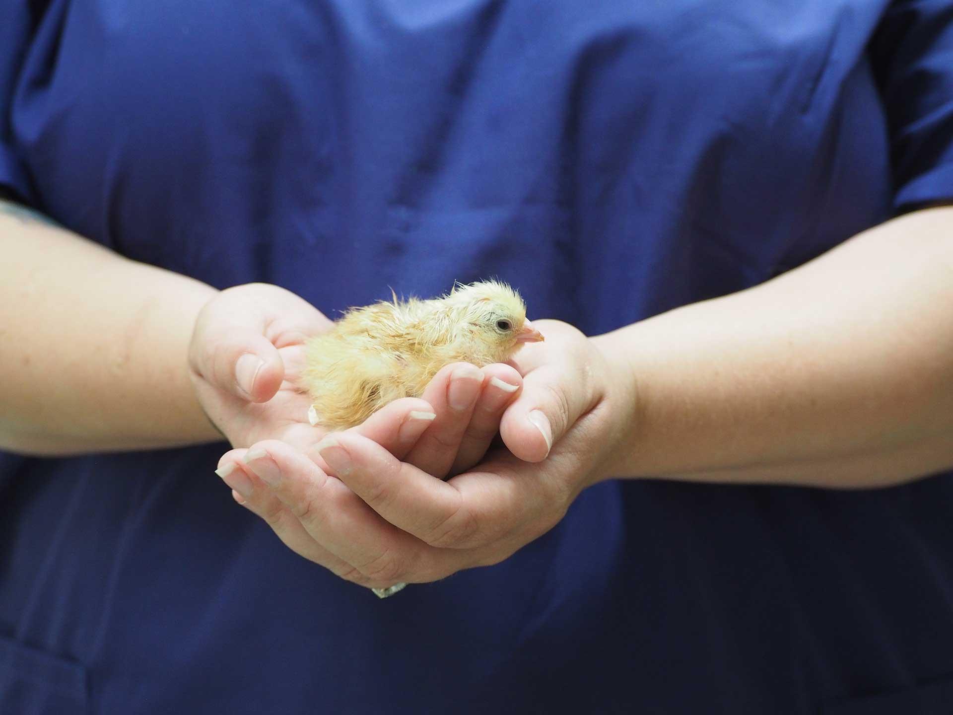 Person in dark blue scrubs holding a small chick in their hands