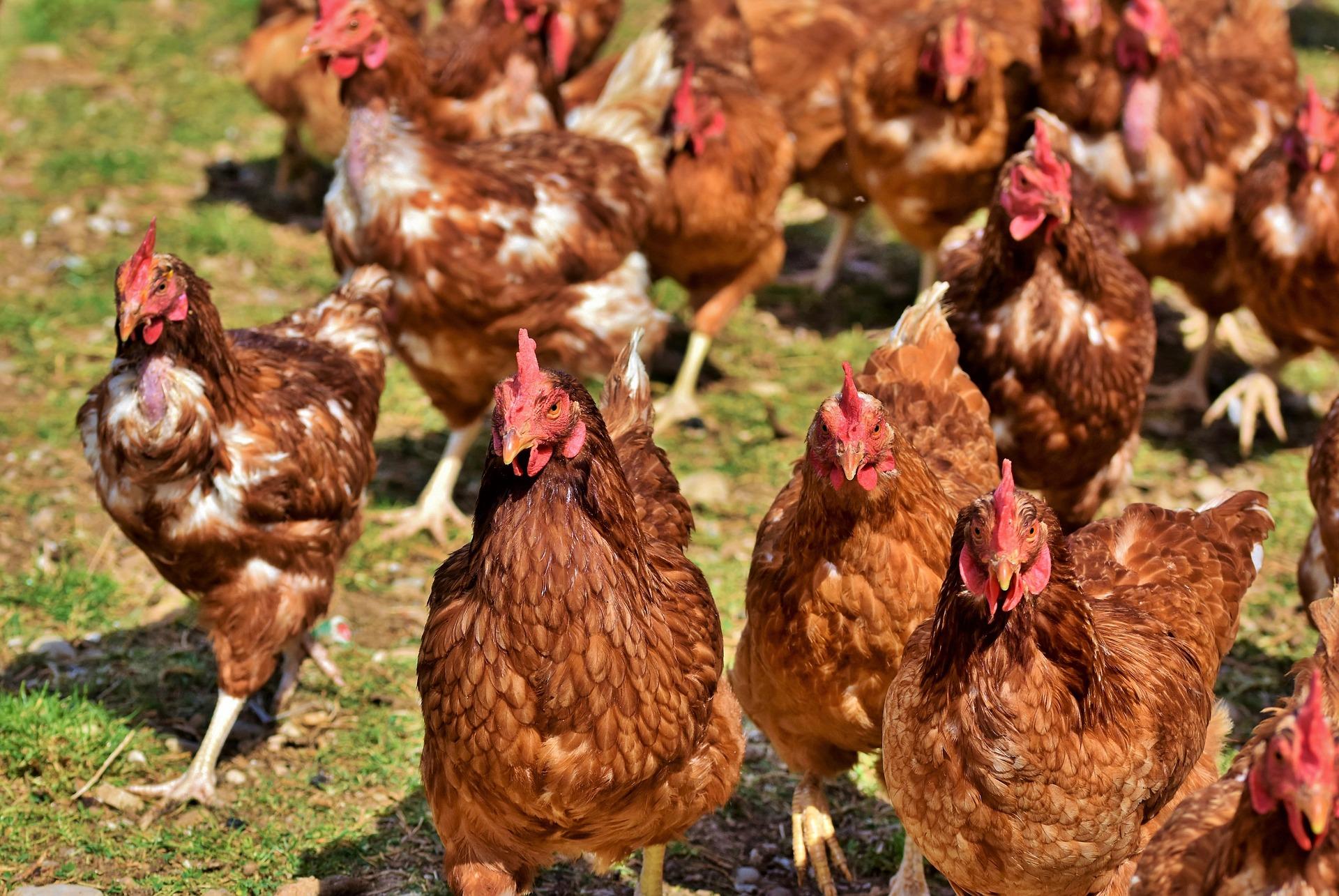 flock of chickens on grass