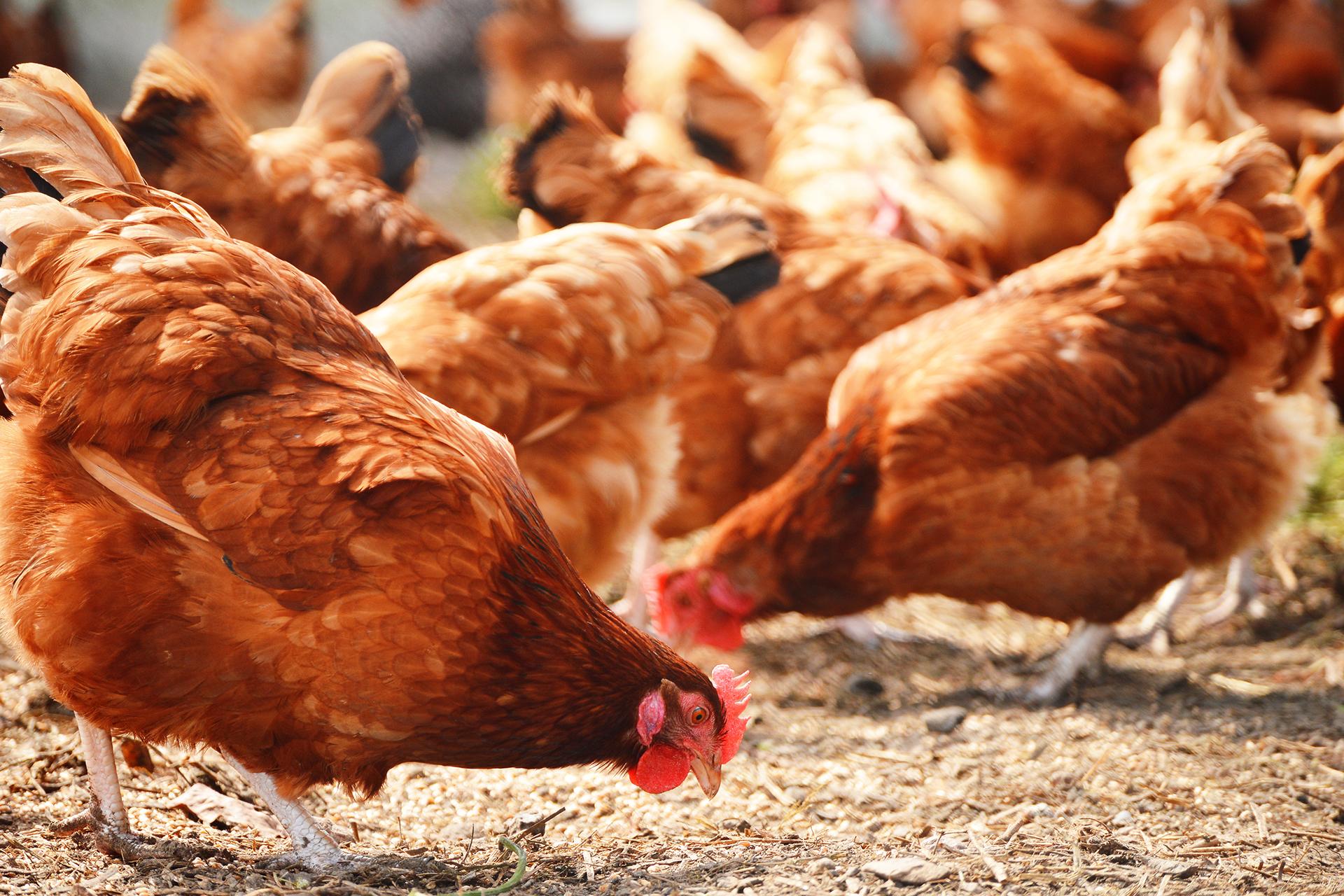 Flock of orange chickens pecking at dusty ground